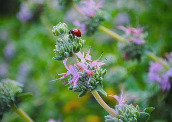 parasites-au-jardin