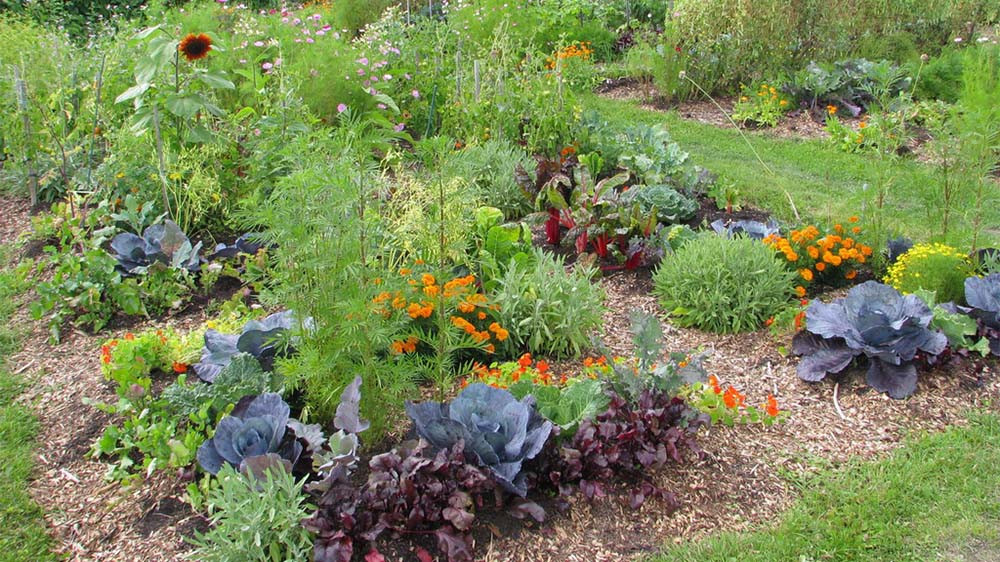 permaculture-jardin