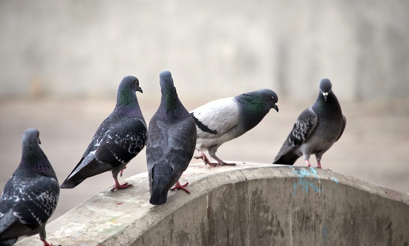 pigeons