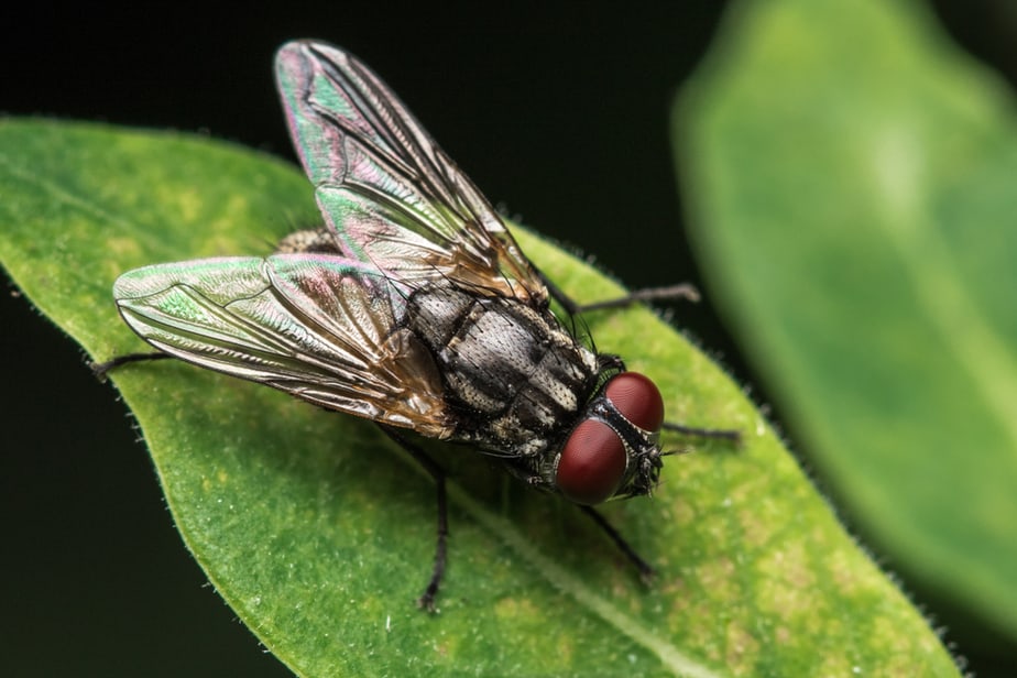 plante-anti-mouche