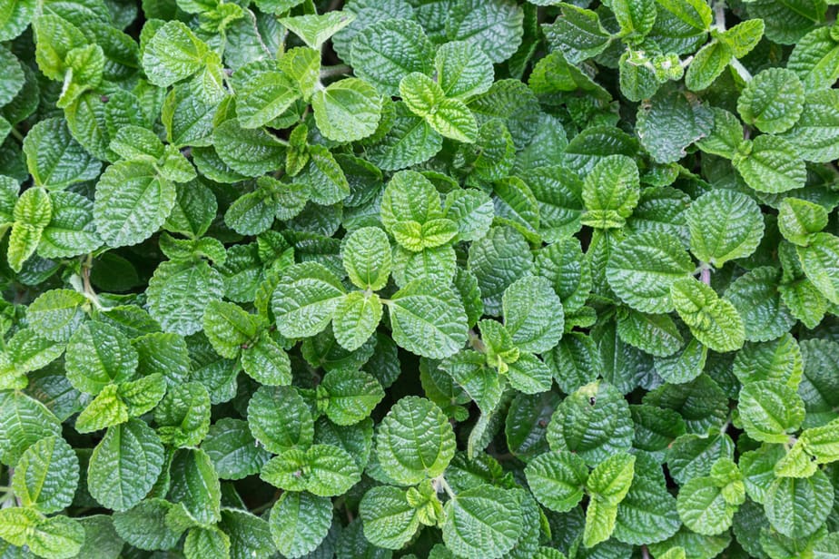 plante-anti-moustique-Menthe-Poivrée