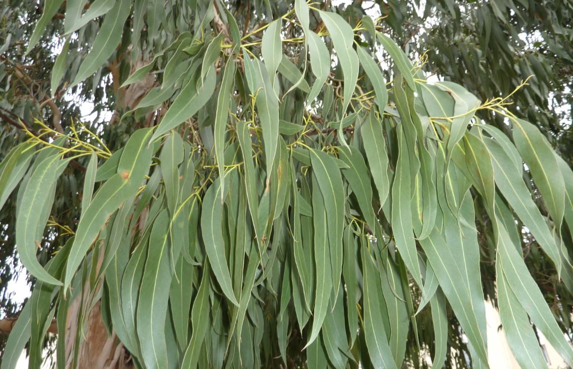 Eucalyptus