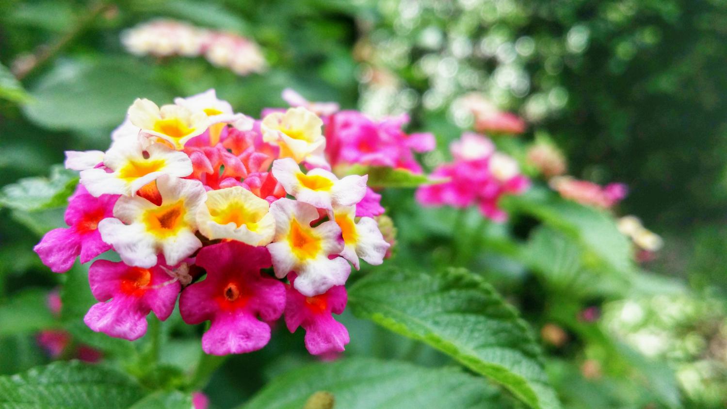 Lantana