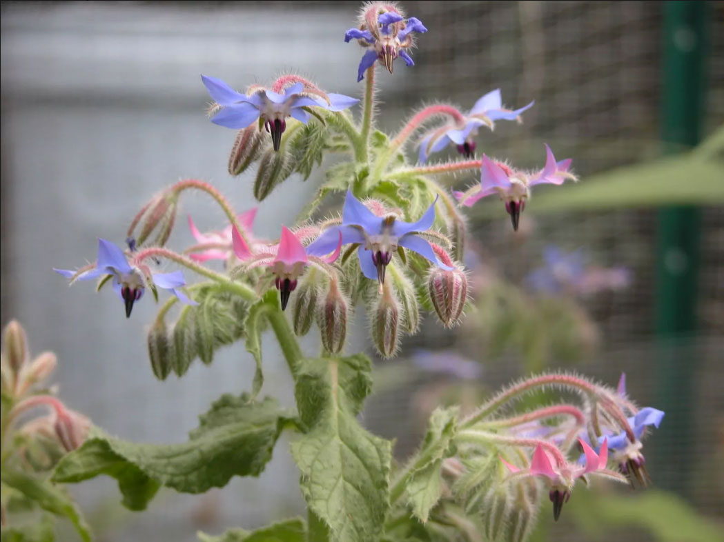 plante-à-fleurs-bleues-bourrache