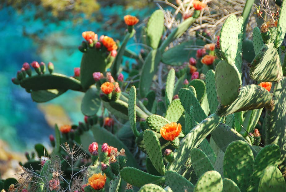 plantes-du-désert-à-fleurs