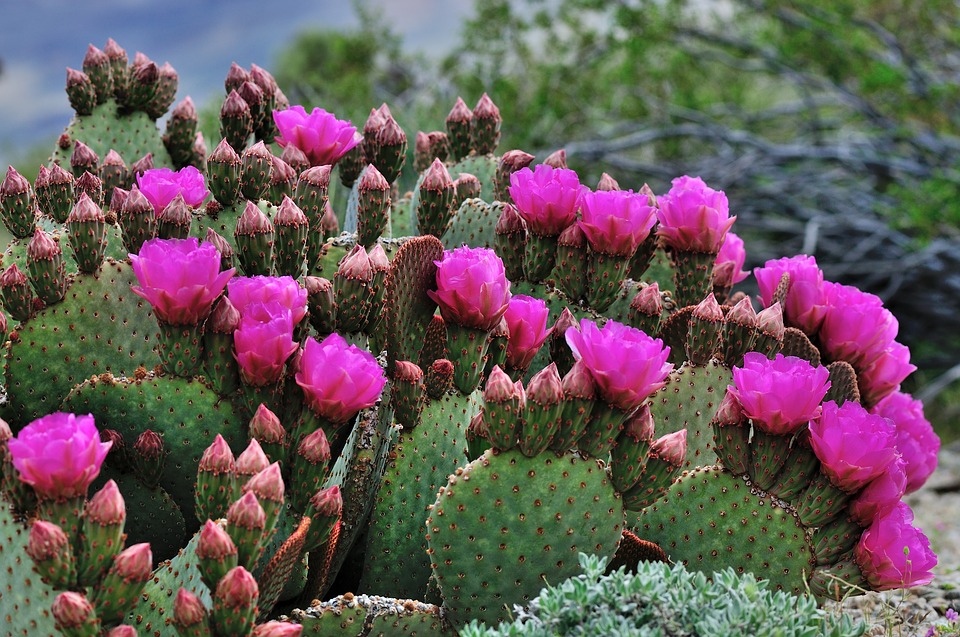 plantes-désert-à-fleurs