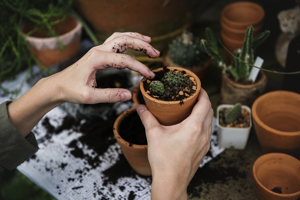 plantes-en-pots