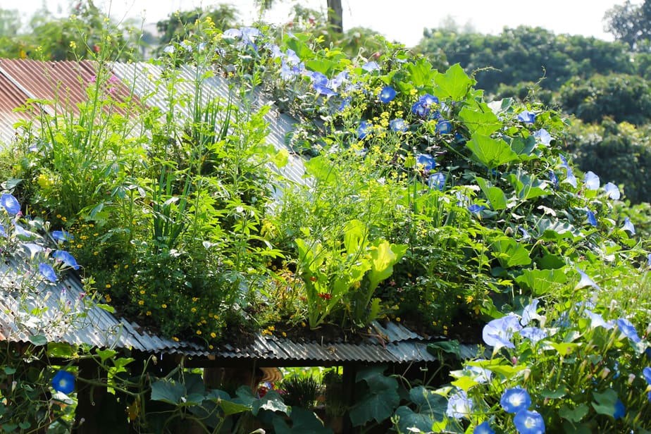 plantes-sur-un-toit-en-tôle