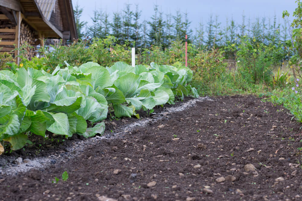 potager-automne