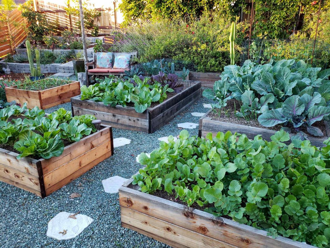 potager-bac-surélevé