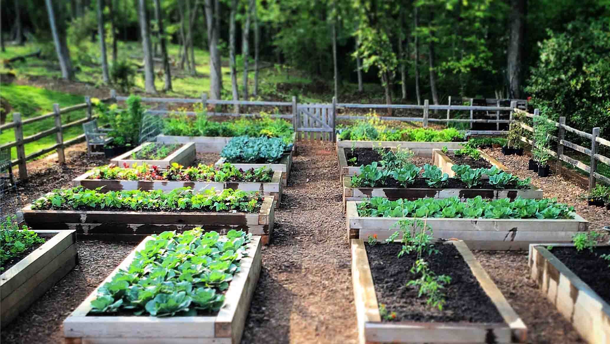 potager-en-bac-surélevé