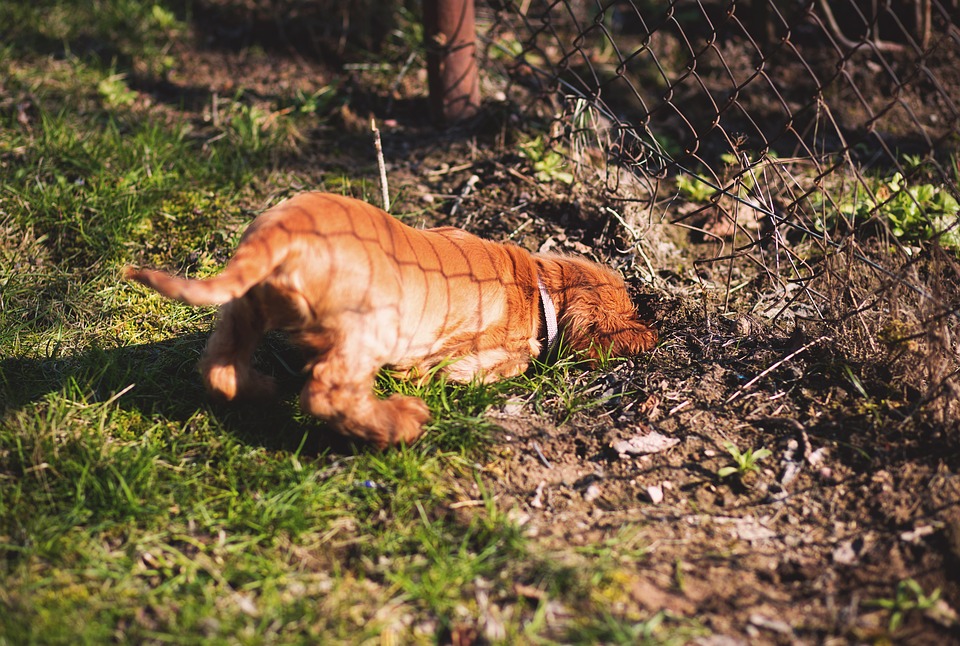 pourquoi-mon-chien-creuse-des-trous