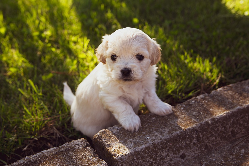 quand-peut-on-sortir-un-chiot