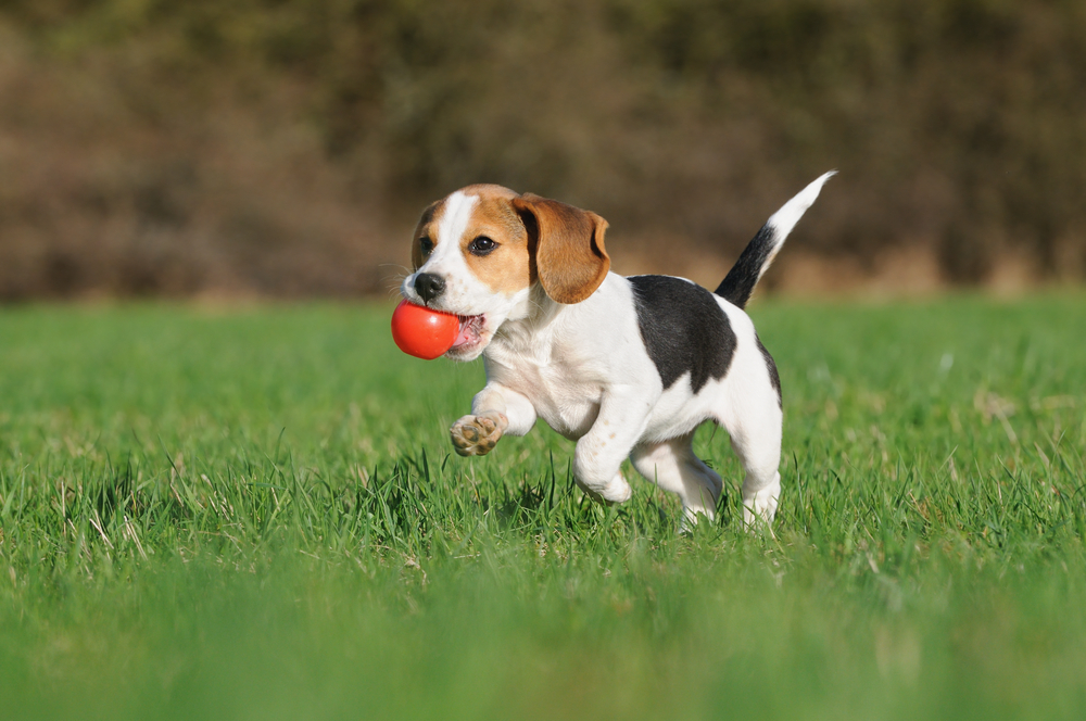 quand-sortir-son-chiot