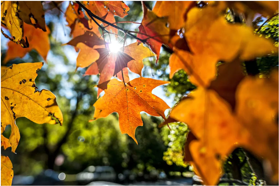 que-faire-des-feuilles-mortes