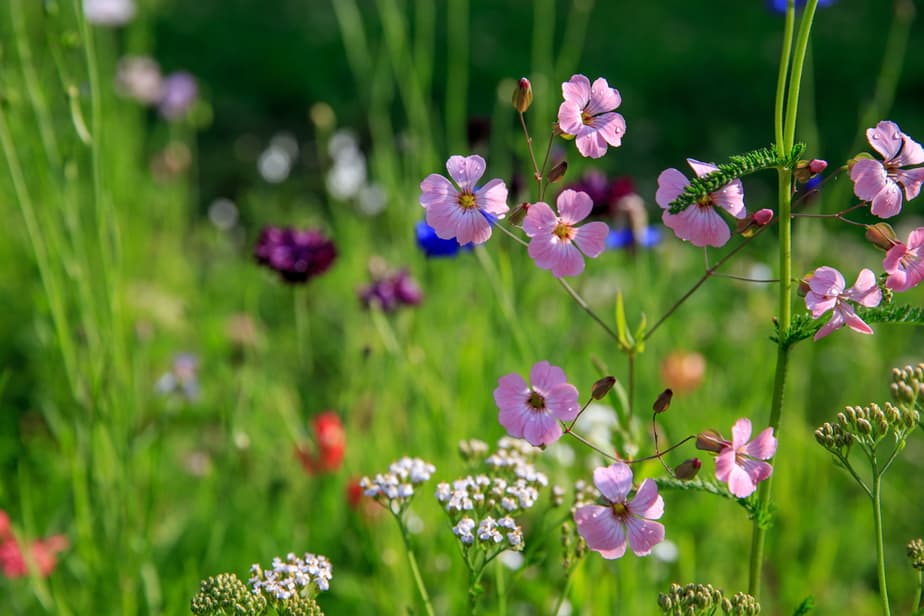 ramasser-des-Fleurs-Sauvages