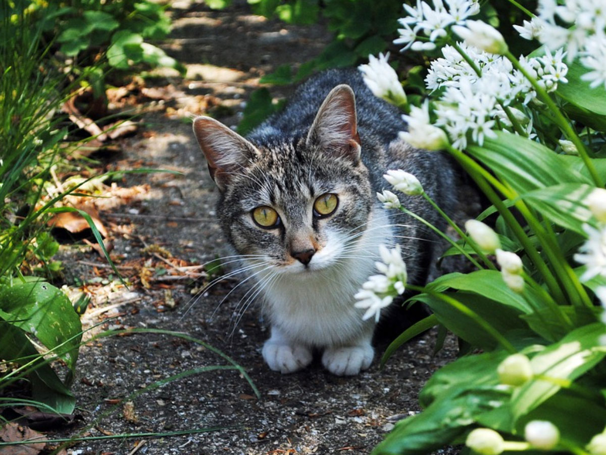 repulsif-chat-jardin