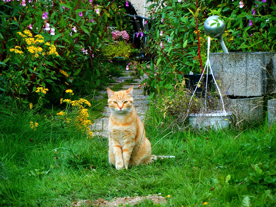 répulsif-chat-jardin