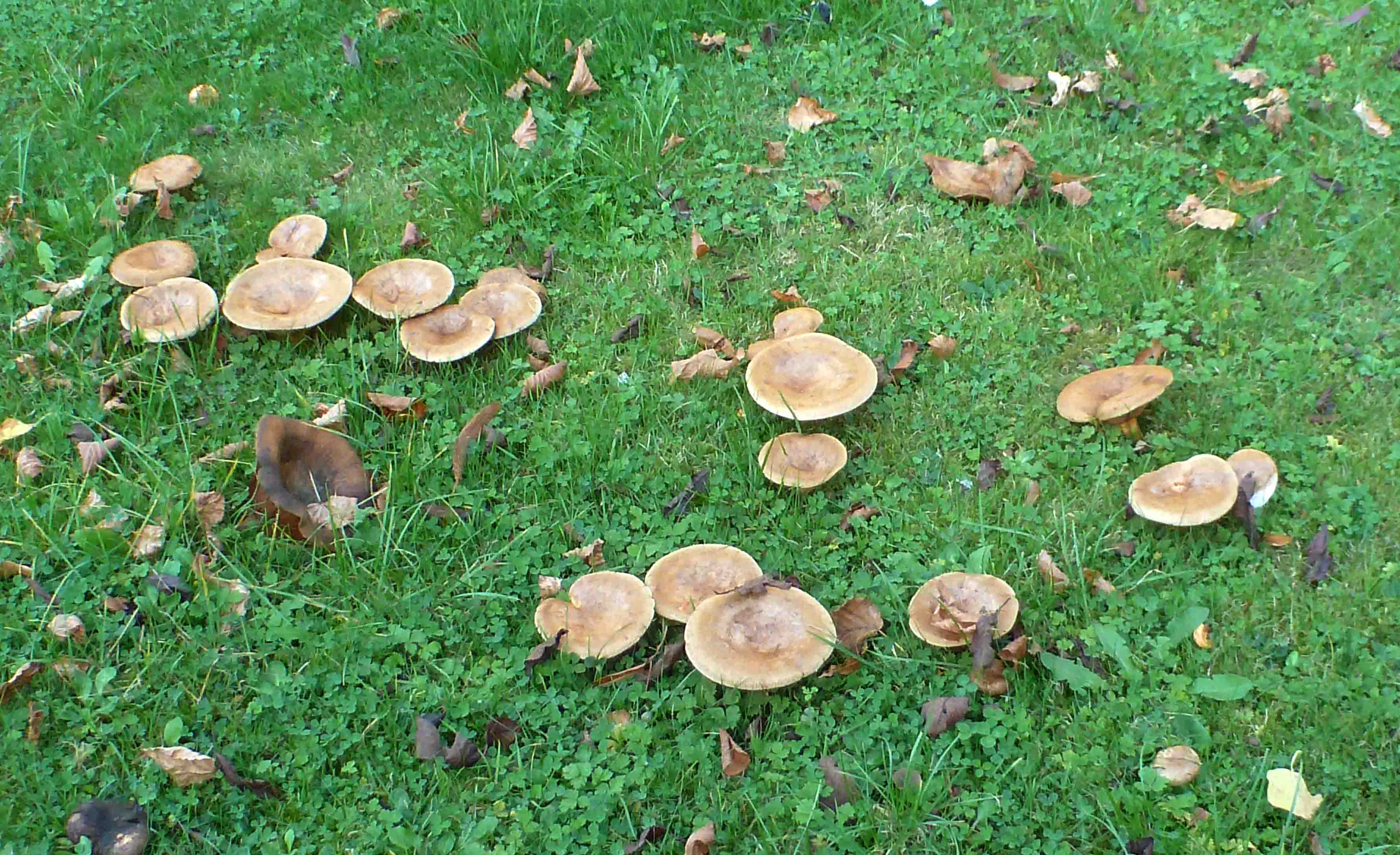 se-débarrasser-des-champignons