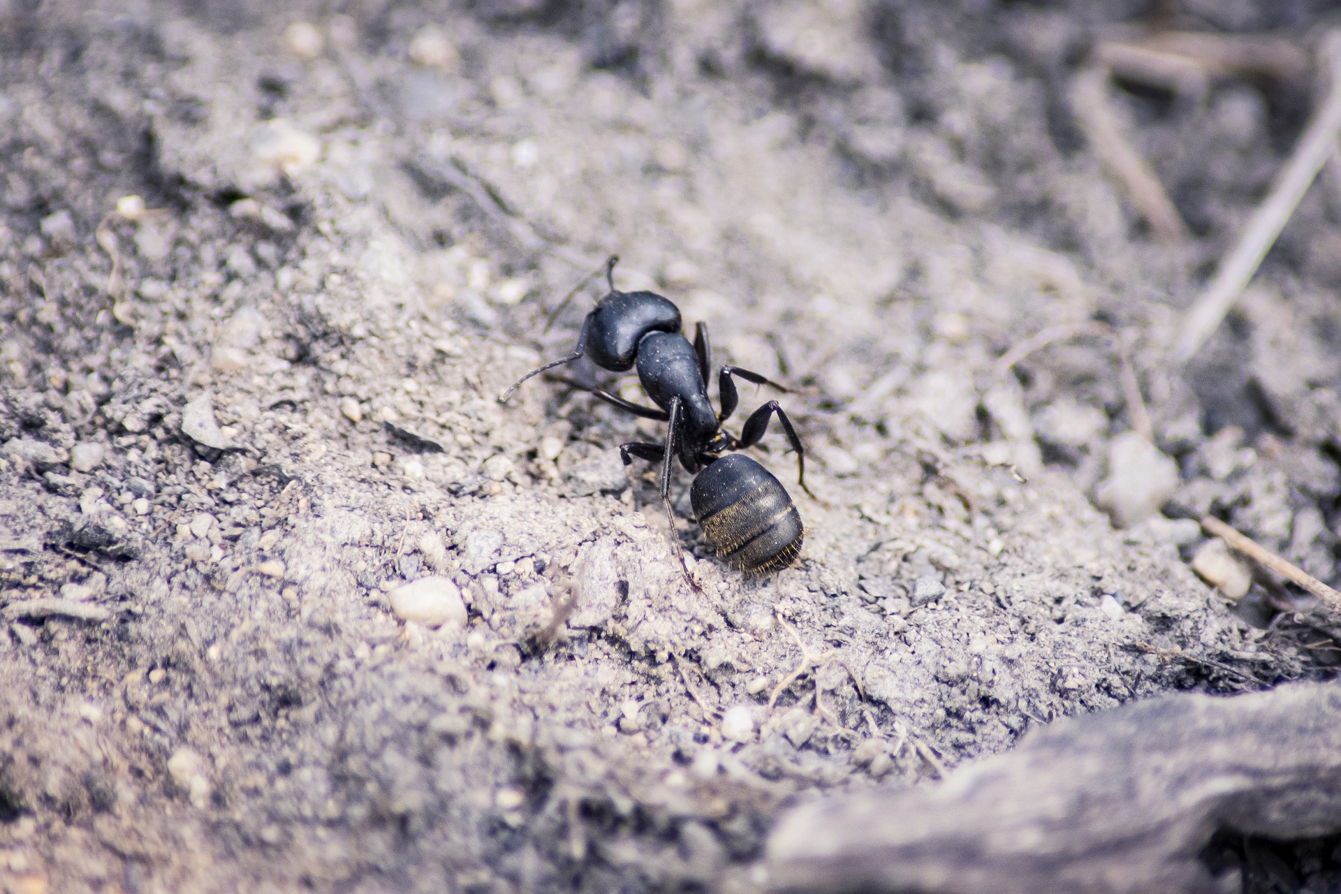se-débarrasser-des-fourmis-dans-le-jardin