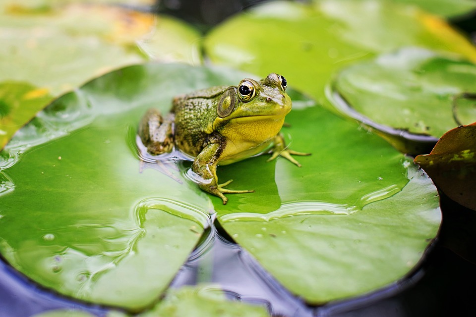 se-débarrasser-des-grenouilles