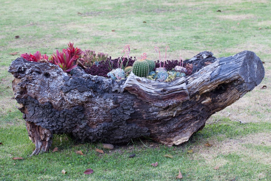 souche-arbre-deco