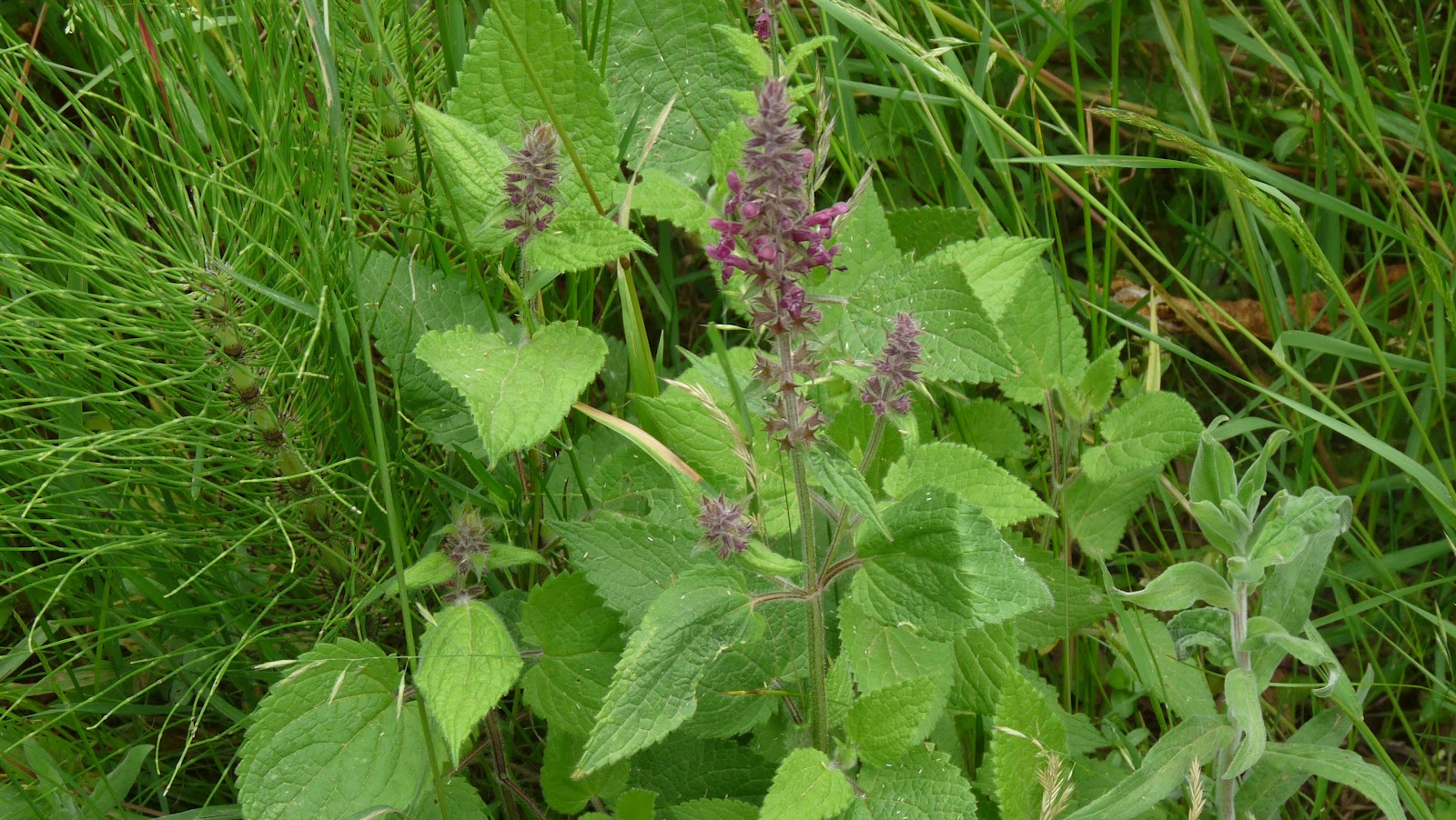 Épiaire-des-bois