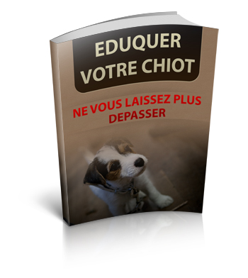 éduquer-votre-chiot