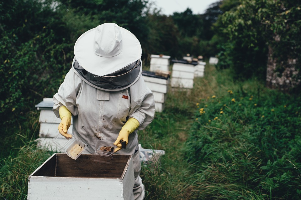 élever-des-abeilles